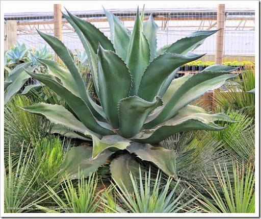 上品】 アガベ パリー デザート デライト 植物/観葉植物 - abacus-rh.com
